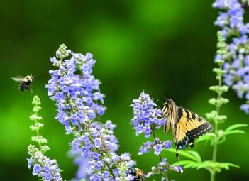 Abgebildet ist ein violett-blau blühender Mönchspfeffer sowie eine Biene und ein Schmetterling