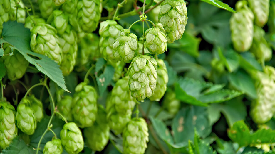 Nahaufnahme von Hopfen