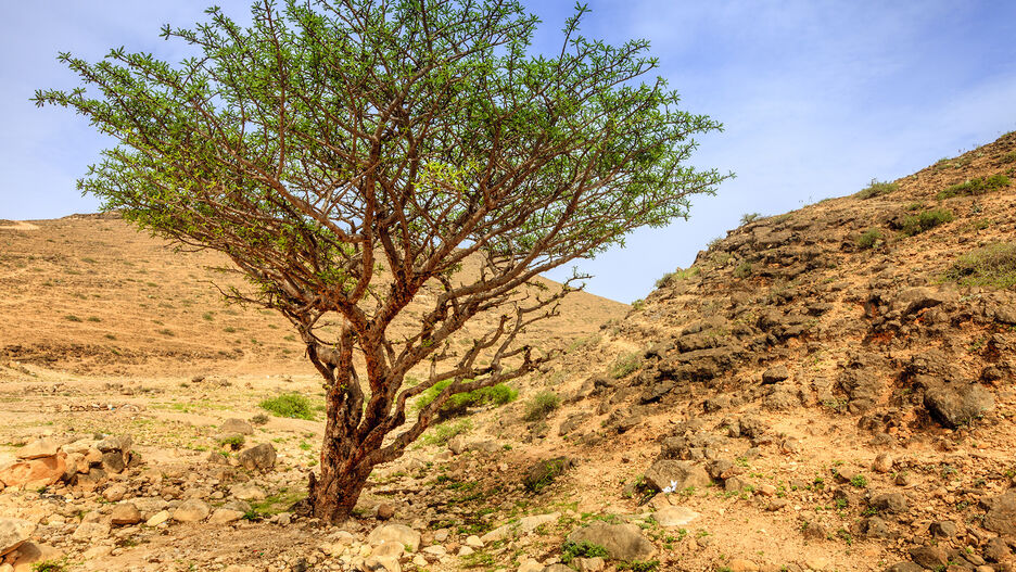 Abgebildeter Weihraubaum in der Wildnis