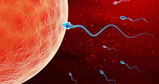 Abbildung von Spermien