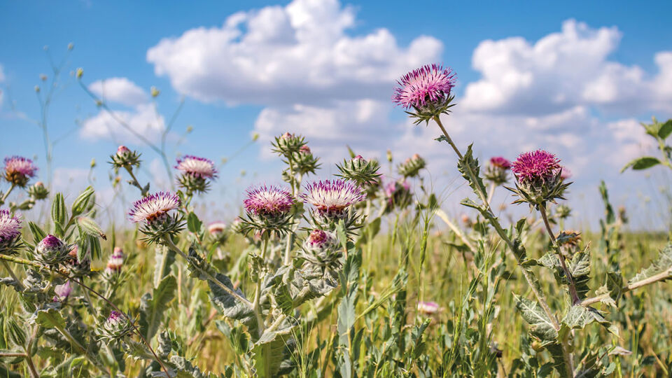 Distel_shutterstock_2163557999 - © shutterstock